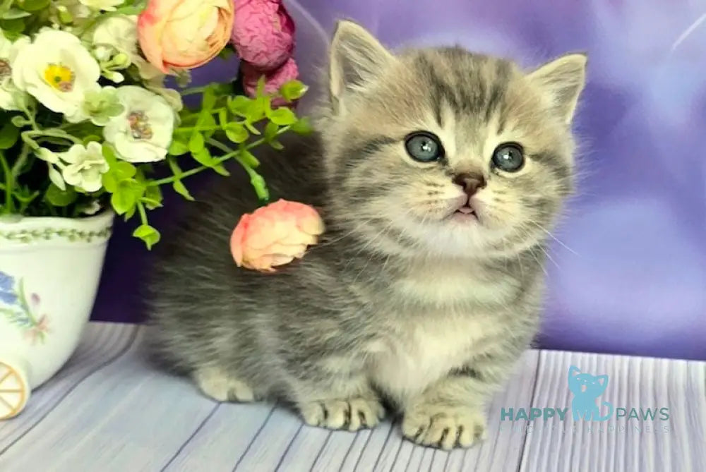 Percy Munchkin male blue tabby live animals