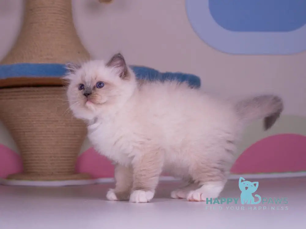 Percy Ragdoll female blue mitted live animals