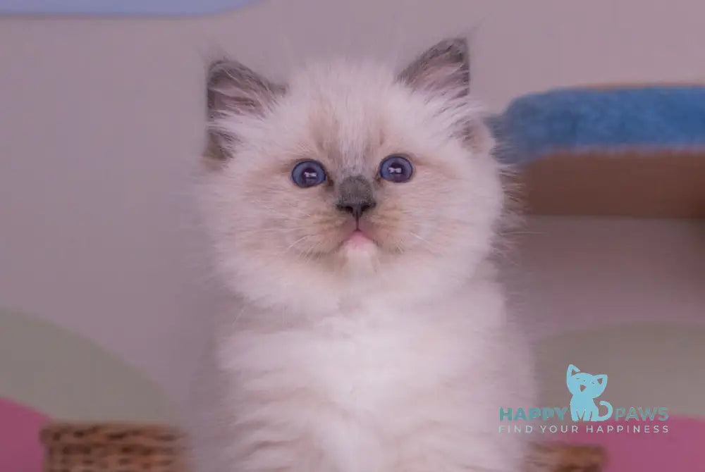Percy Ragdoll female blue mitted live animals