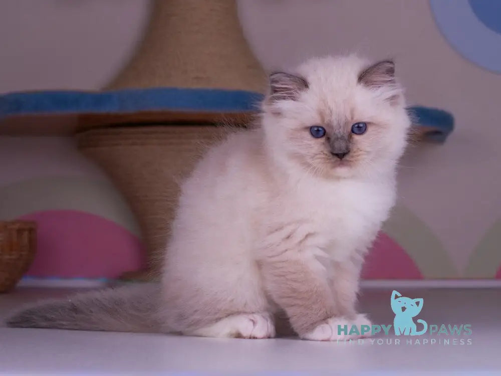 Percy Ragdoll female blue mitted live animals