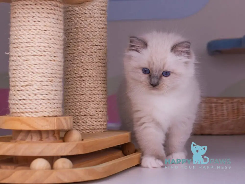 Percy Ragdoll female blue mitted live animals