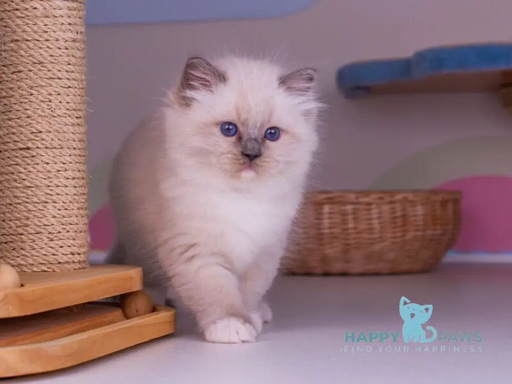 Percy Ragdoll female blue mitted live animals