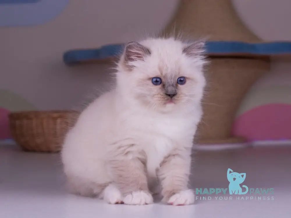 Percy Ragdoll female blue mitted live animals