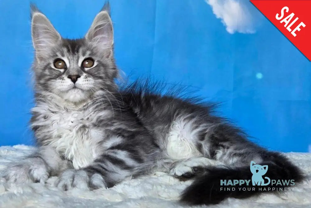 Perenne Maine Coon female black silver tabby - live animals