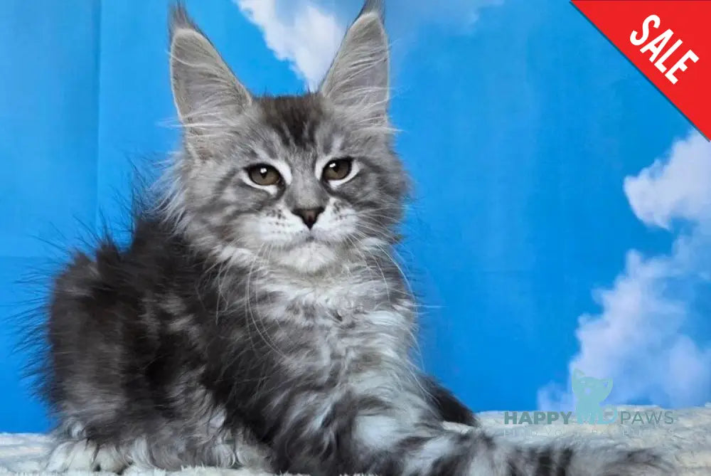 Perenne Maine Coon female black silver tabby - live animals