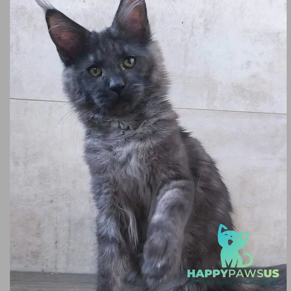 Perfect Sun Maine Coon male black silver - live animals