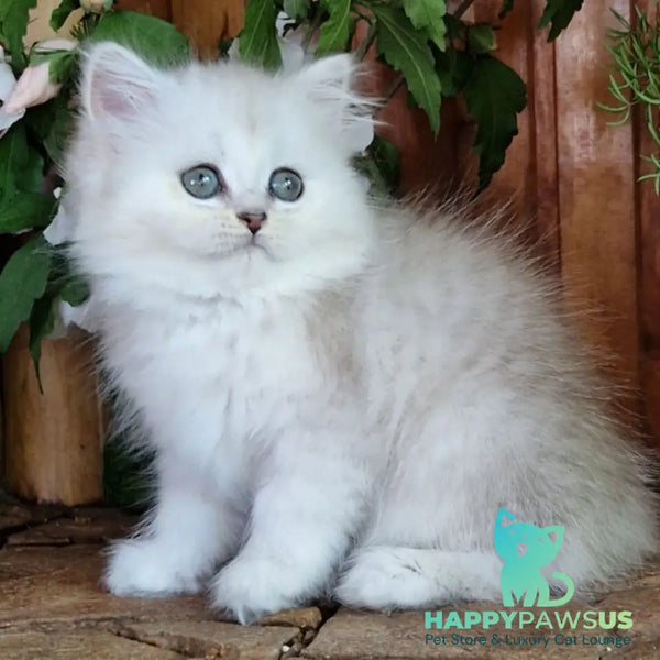 Periel British Longhair female black silver shaded - live animals