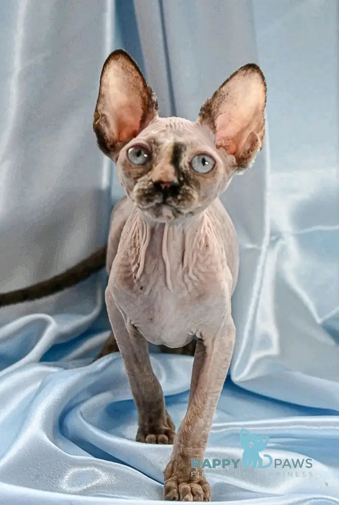 Peris Canadian Sphynx Female Black Tortie Pointed Live Animals