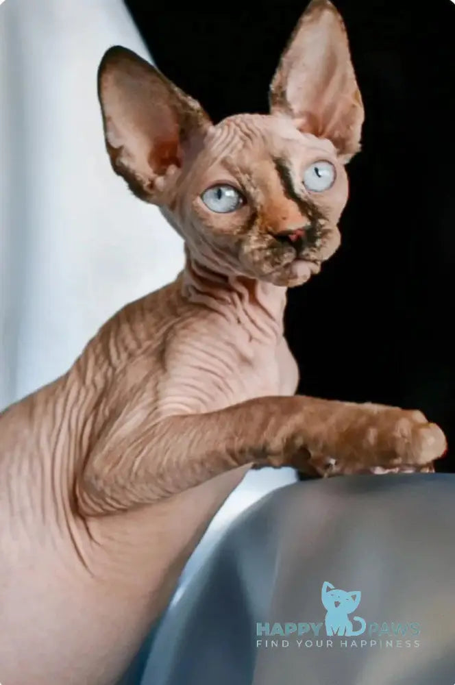 Peris Canadian Sphynx Female Black Tortie Pointed Live Animals