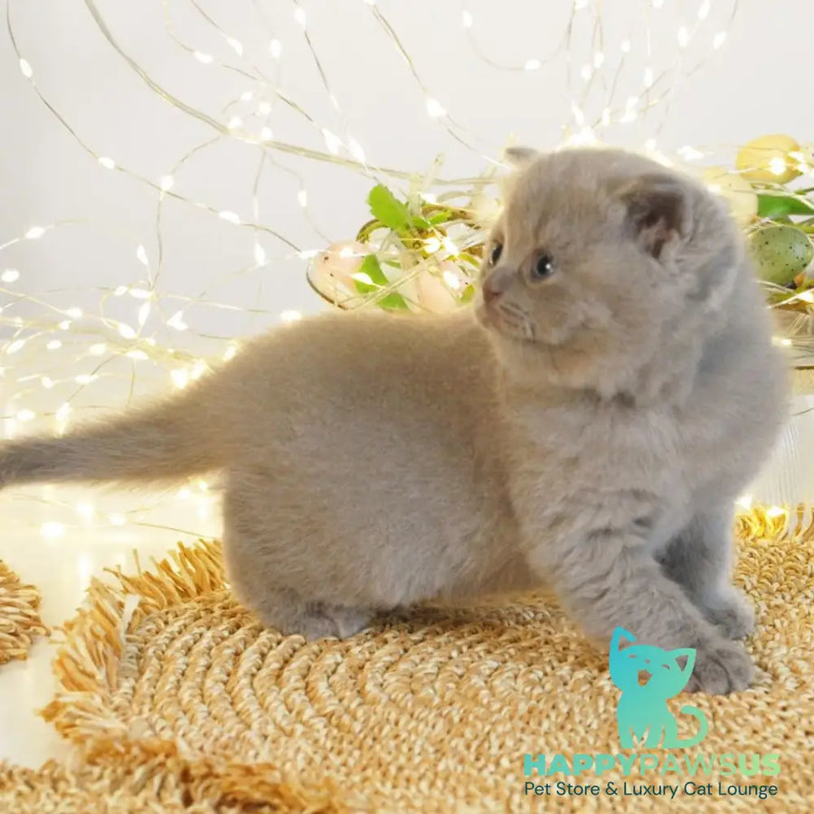 Perl British Shorthair female lilac - live animals