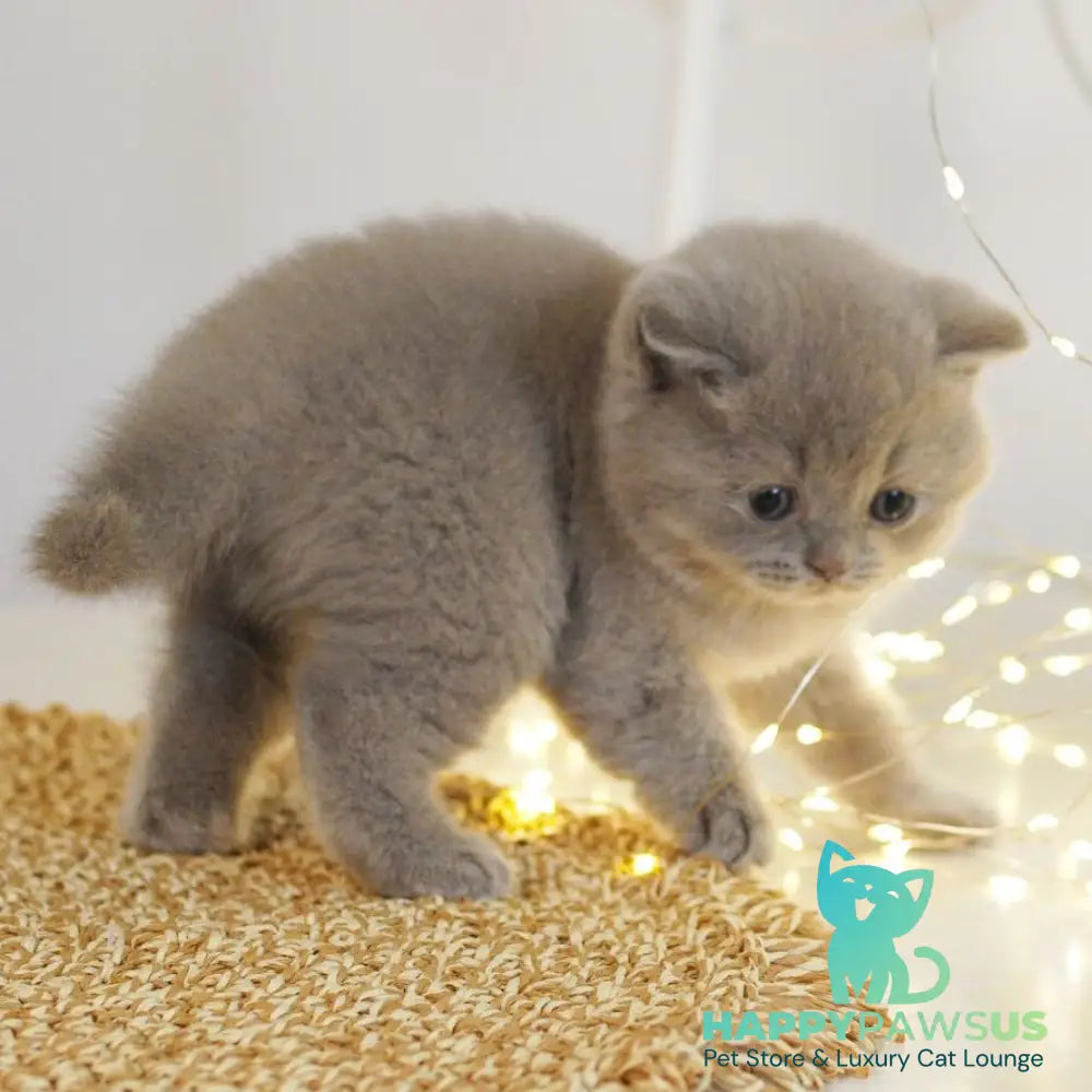 Perl British Shorthair female lilac - live animals