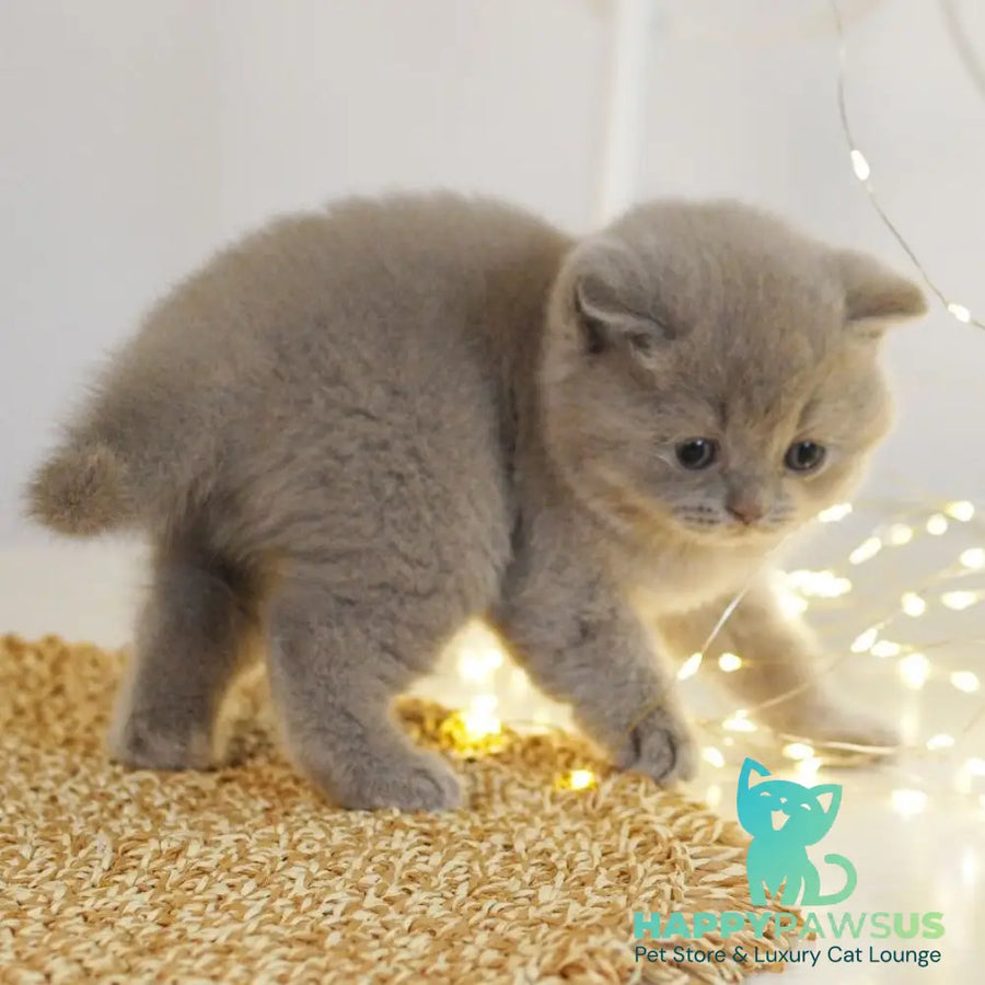 Perl British Shorthair female lilac - live animals