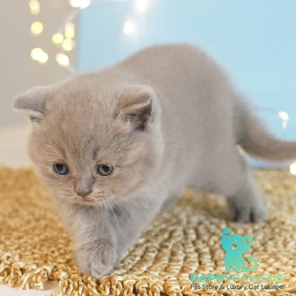 Perl British Shorthair female lilac - live animals