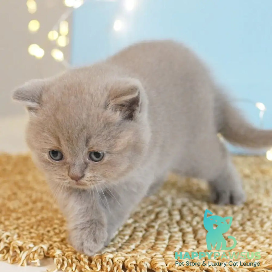 Perl British Shorthair female lilac - live animals