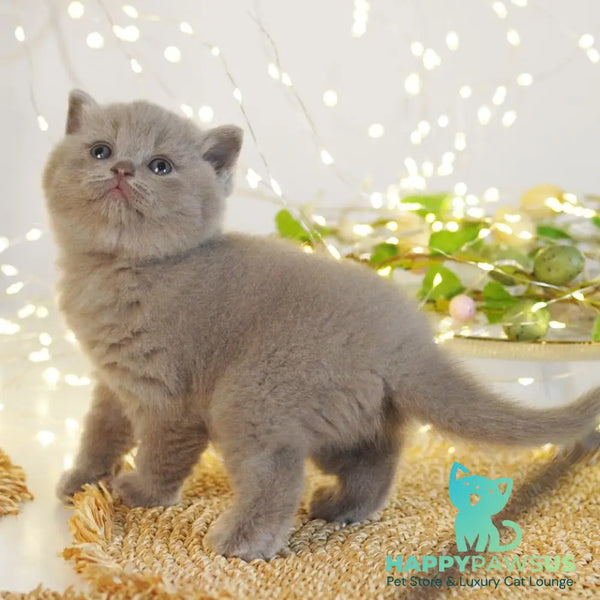 Perl British Shorthair female lilac - live animals