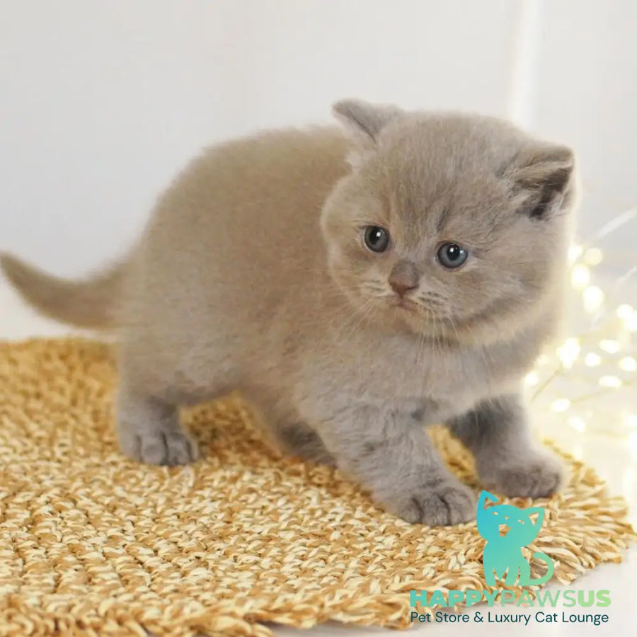 Perl British Shorthair female lilac - live animals