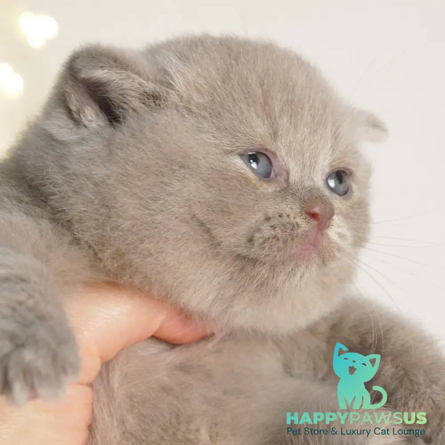 Perl British Shorthair female lilac - live animals