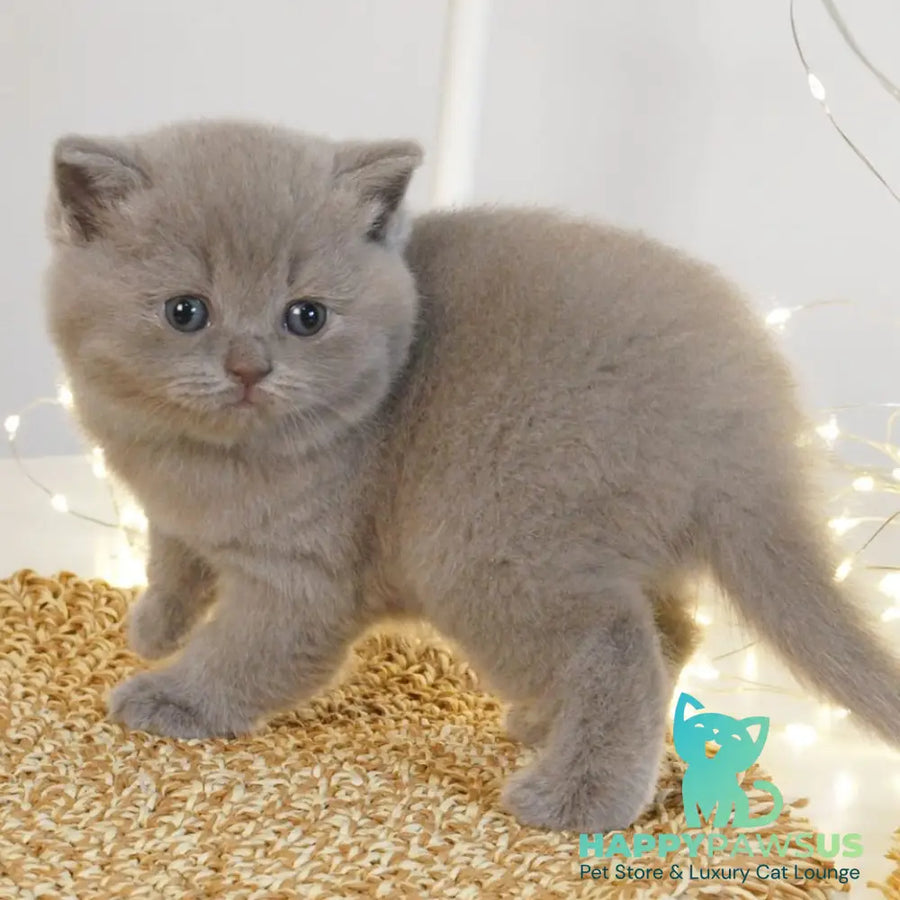 Perl British Shorthair female lilac - live animals