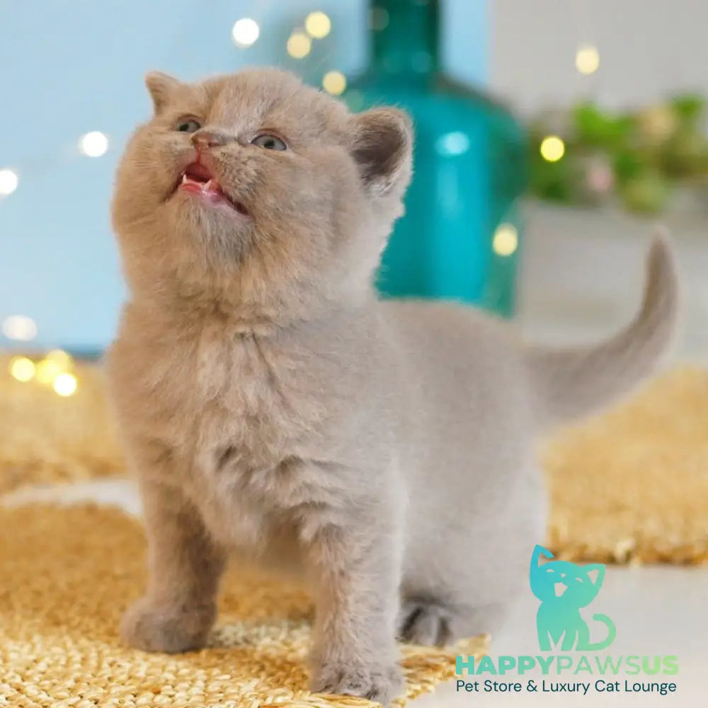 Perl British Shorthair female lilac - live animals