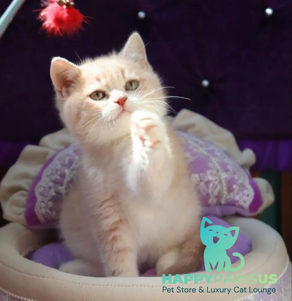 Perla British Shorthair female lilac golden shaded - live animals