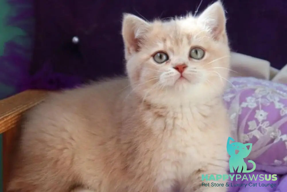 Perla British Shorthair female lilac golden shaded - live animals