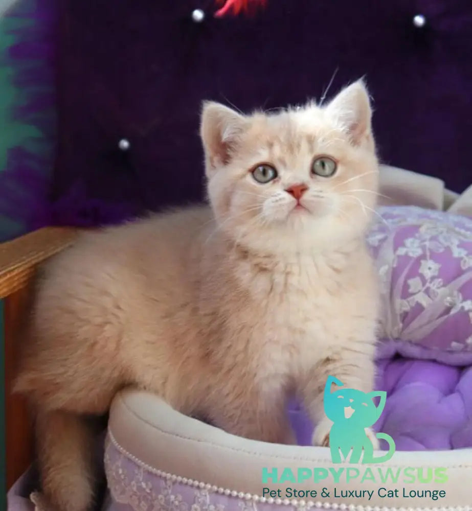 Perla British Shorthair female lilac golden shaded - live animals