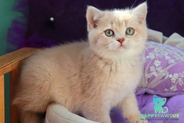 Perla British Shorthair female lilac golden shaded - live animals