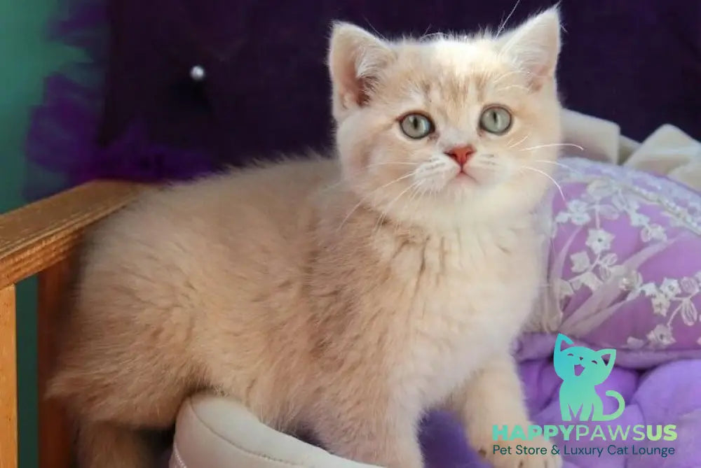 Perla British Shorthair female lilac golden shaded - live animals