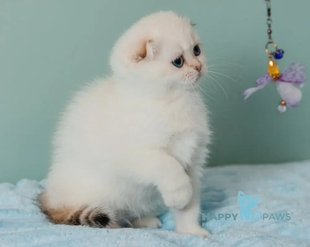 Perla Scottish Fold female black golden lynx pointed live animals