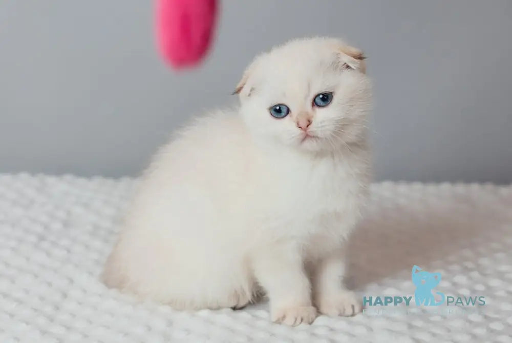 Perla Scottish Fold female black golden lynx pointed live animals