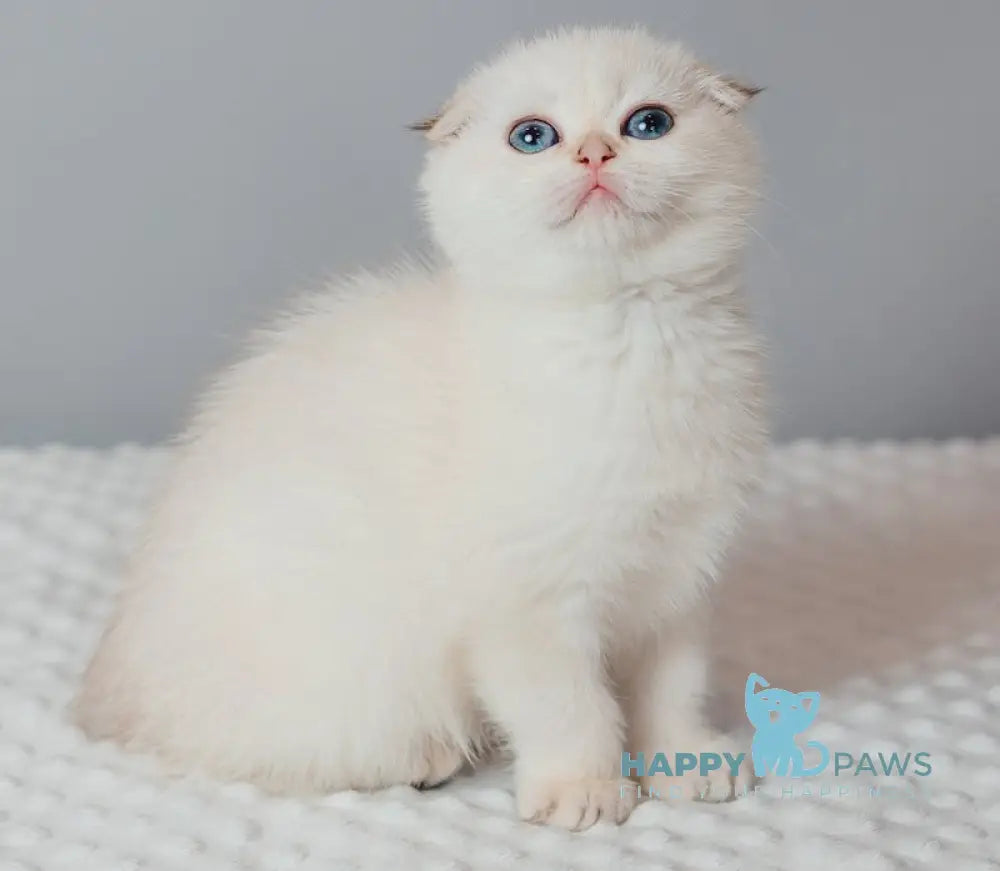 Perla Scottish Fold female black golden lynx pointed live animals