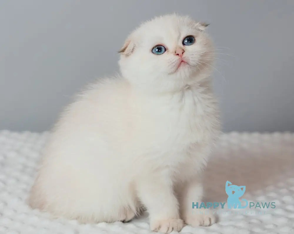 Perla Scottish Fold female black golden lynx pointed live animals