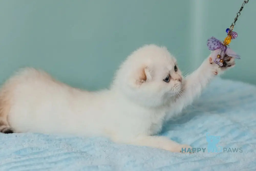 Perla Scottish Fold female black golden lynx pointed live animals