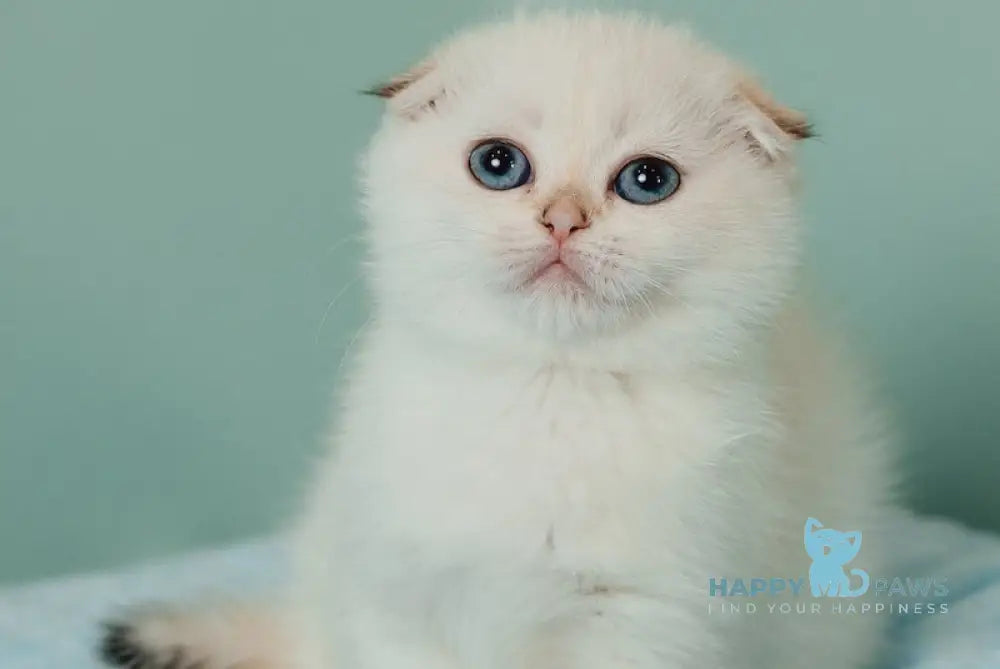 Perla Scottish Fold female black golden lynx pointed live animals