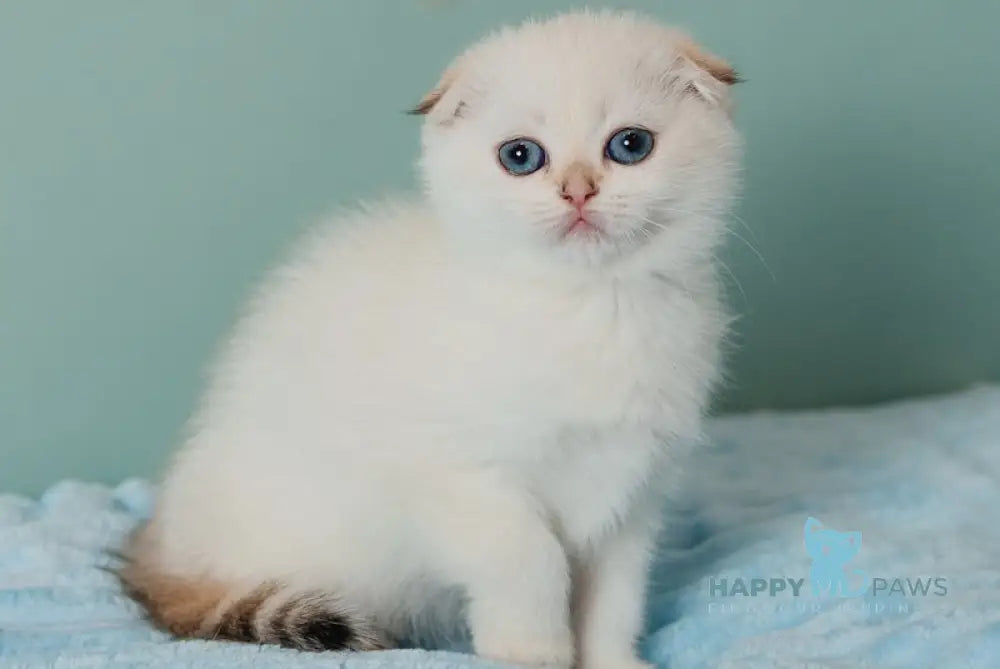 Perla Scottish Fold female black golden lynx pointed live animals