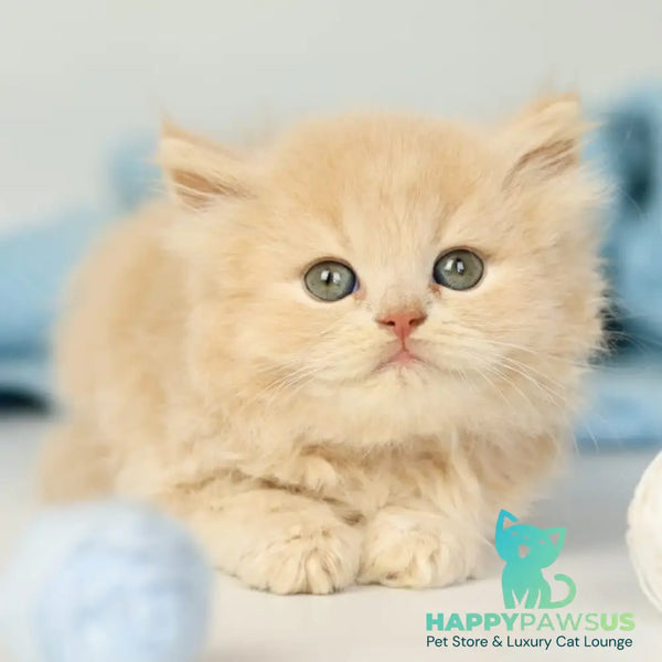 Perry British Longhair male lilac - live animals