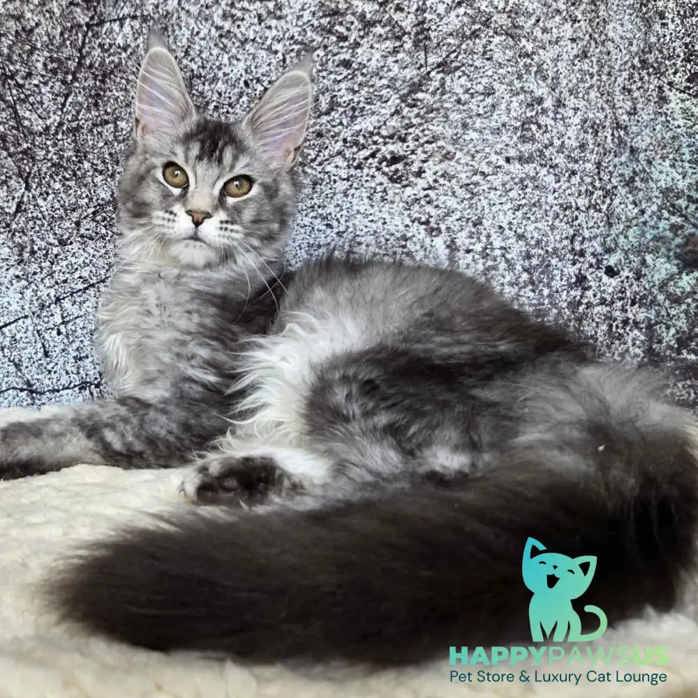 Persephona Maine Coon female black silver ticked tabby - live animals