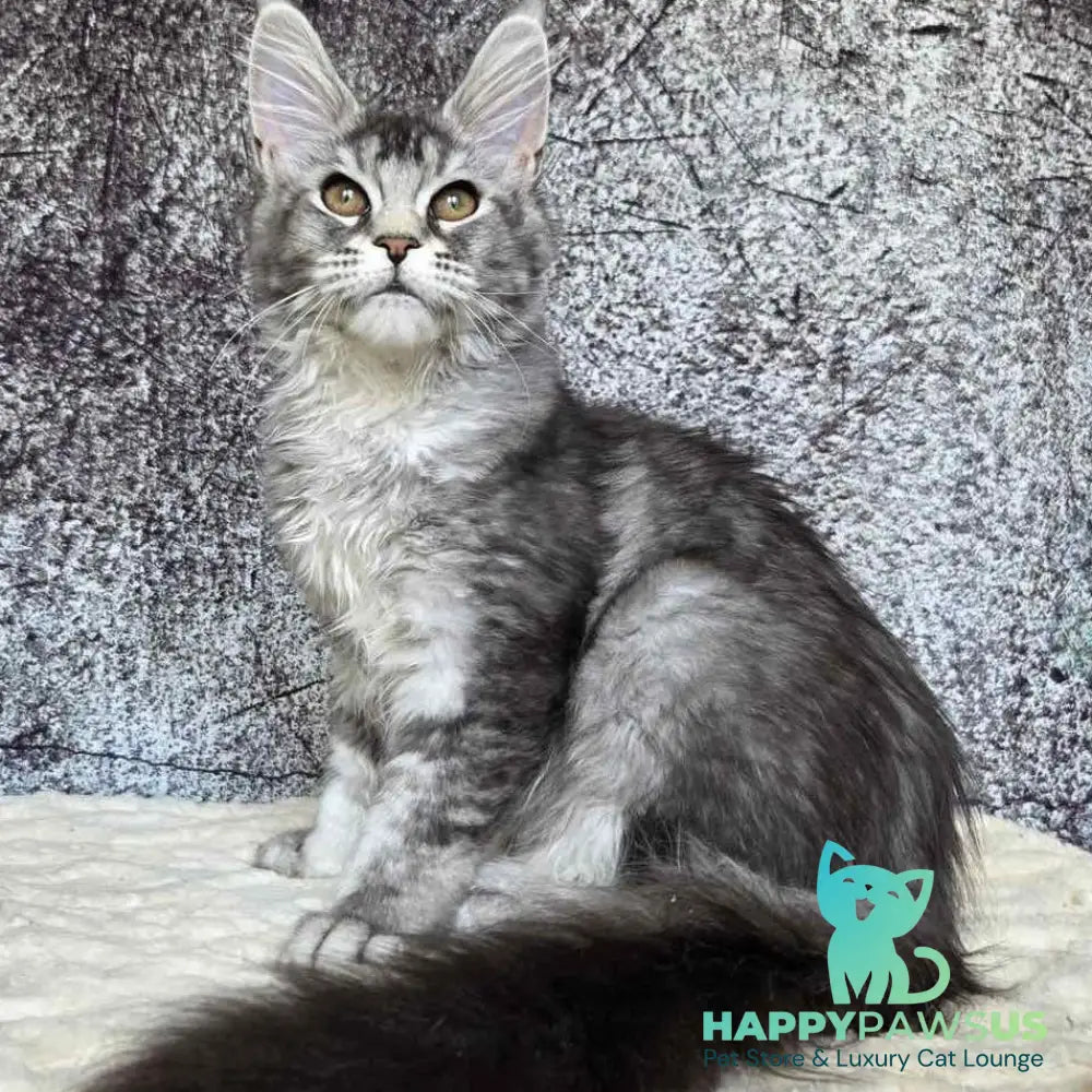 Persephona Maine Coon female black silver ticked tabby - live animals