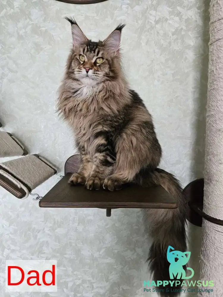 Persephona Maine Coon female black silver ticked tabby - live animals
