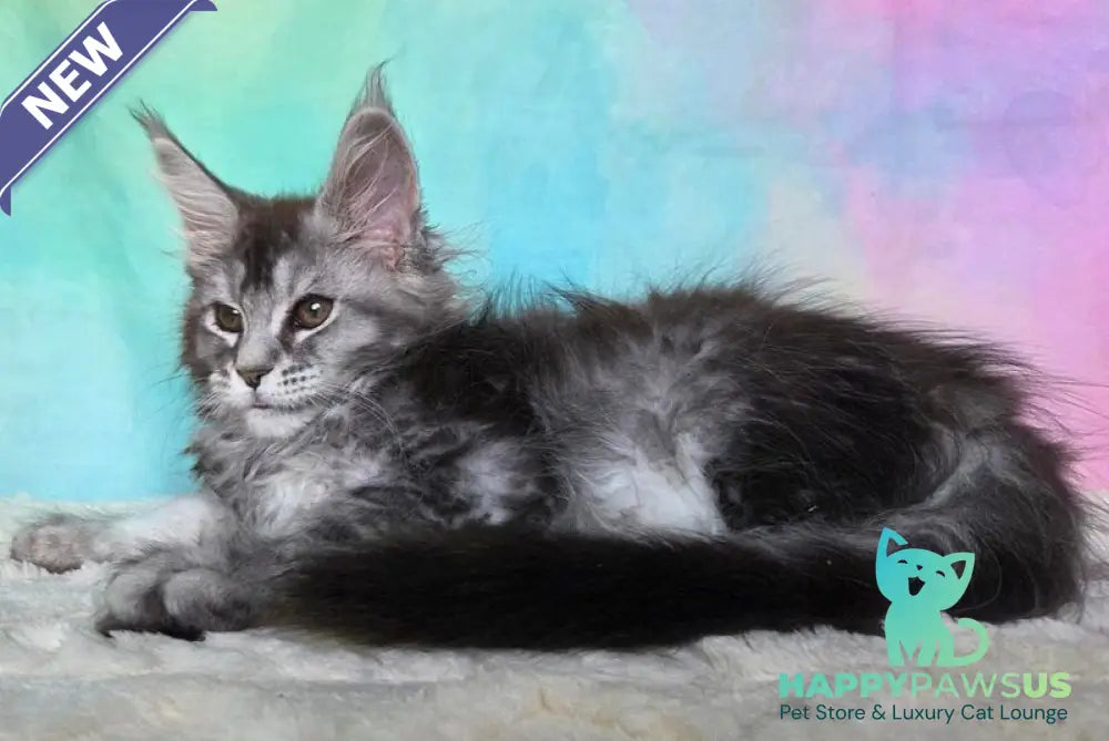 Persephona Maine Coon female black silver ticked tabby - live animals