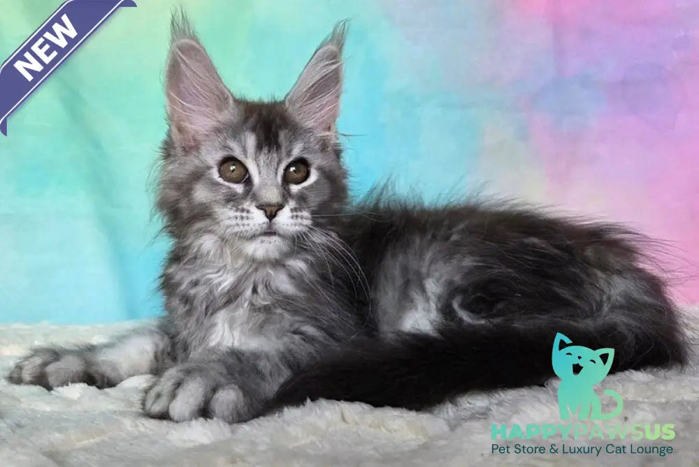 Persephona Maine Coon female black silver ticked tabby - live animals
