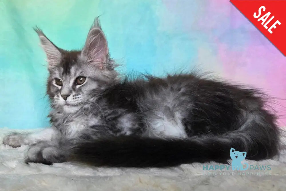Persephona Maine Coon female black silver ticked tabby - live animals