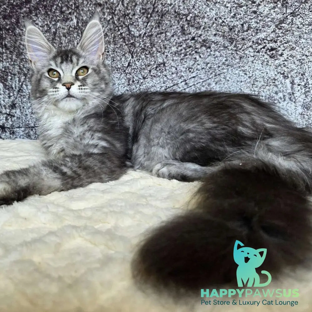 Persephona Maine Coon female black silver ticked tabby - live animals