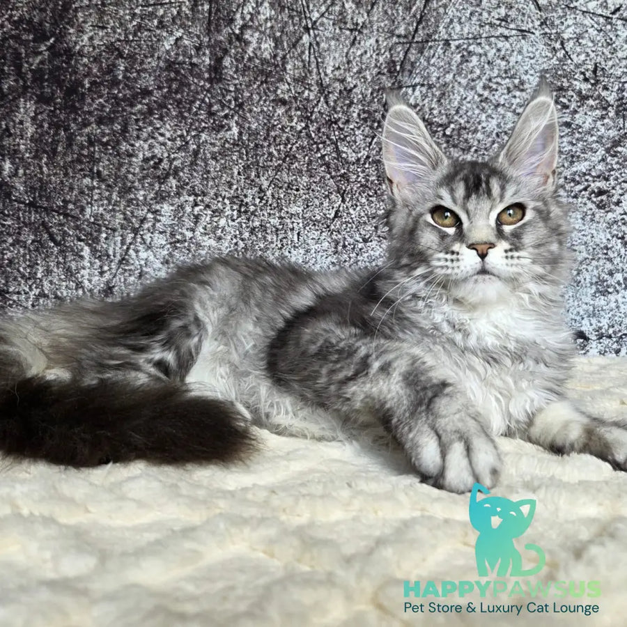Persephona Maine Coon female black silver ticked tabby - live animals