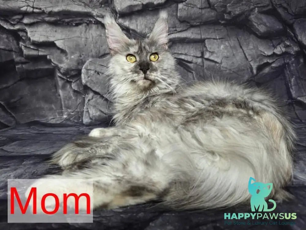 Persephona Maine Coon female black silver ticked tabby - live animals