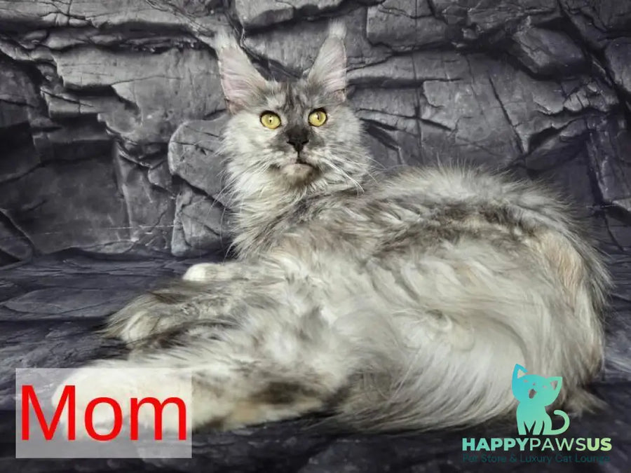 Persephona Maine Coon female black silver ticked tabby - live animals