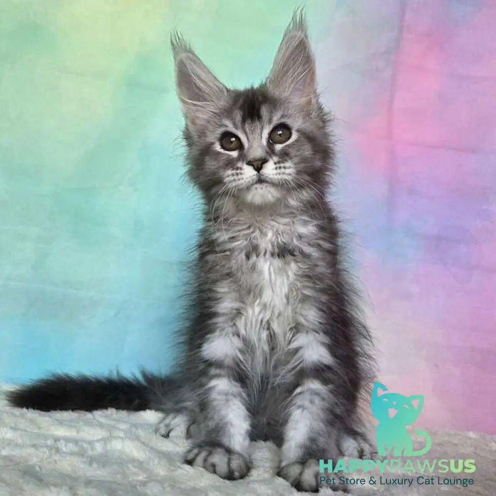 Persephona Maine Coon female black silver ticked tabby - live animals