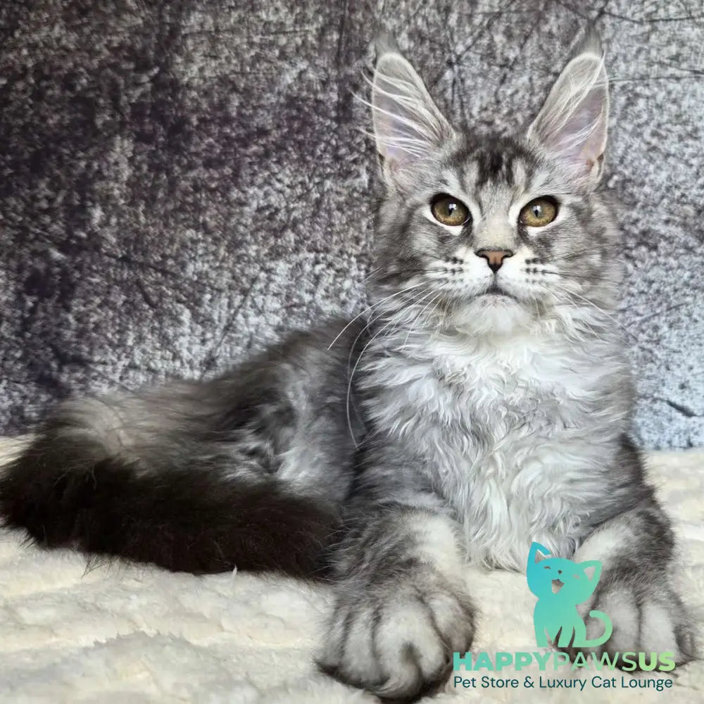 Persephona Maine Coon female black silver ticked tabby - live animals