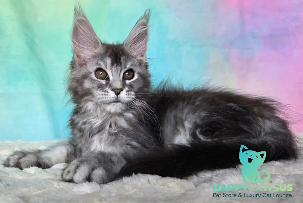 Persephona Maine Coon female black silver ticked tabby - live animals