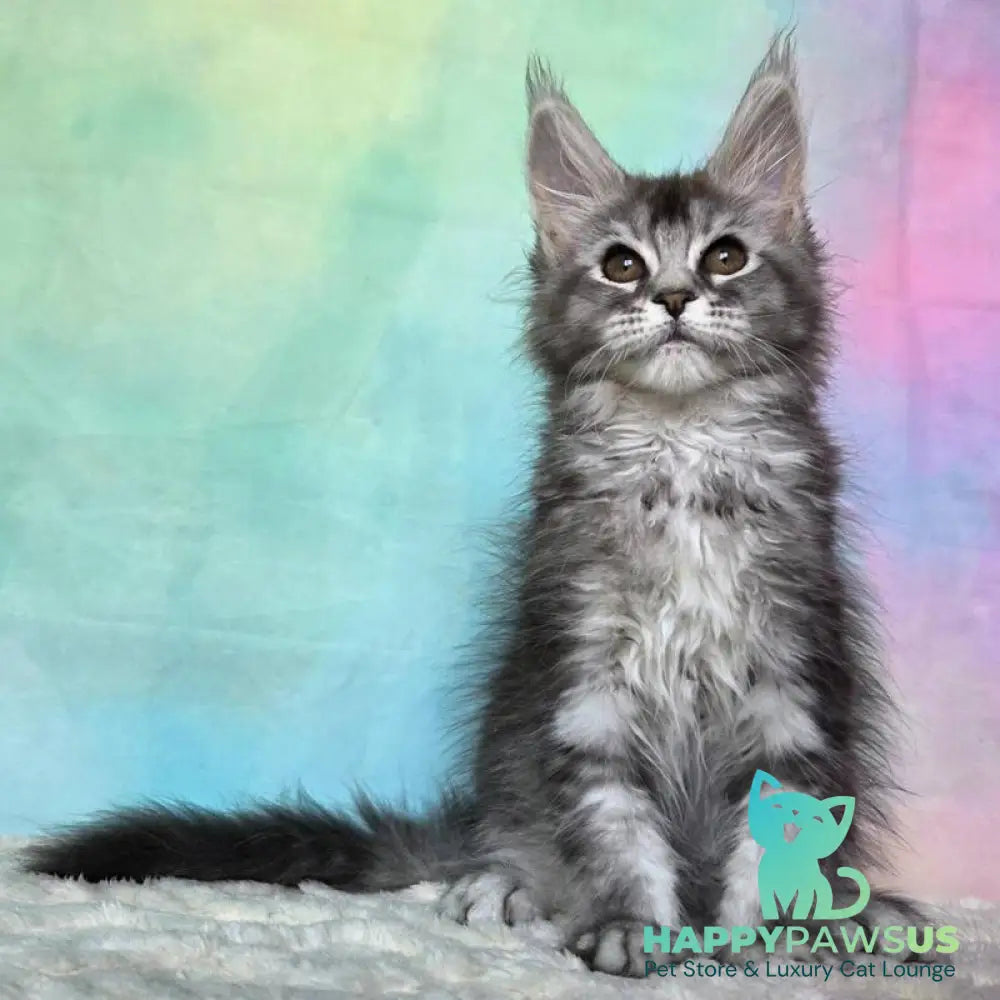 Persephona Maine Coon female black silver ticked tabby - live animals